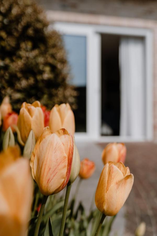 Duinvilla Aan De Zee B&B เซาเตอลองเดอ ภายนอก รูปภาพ